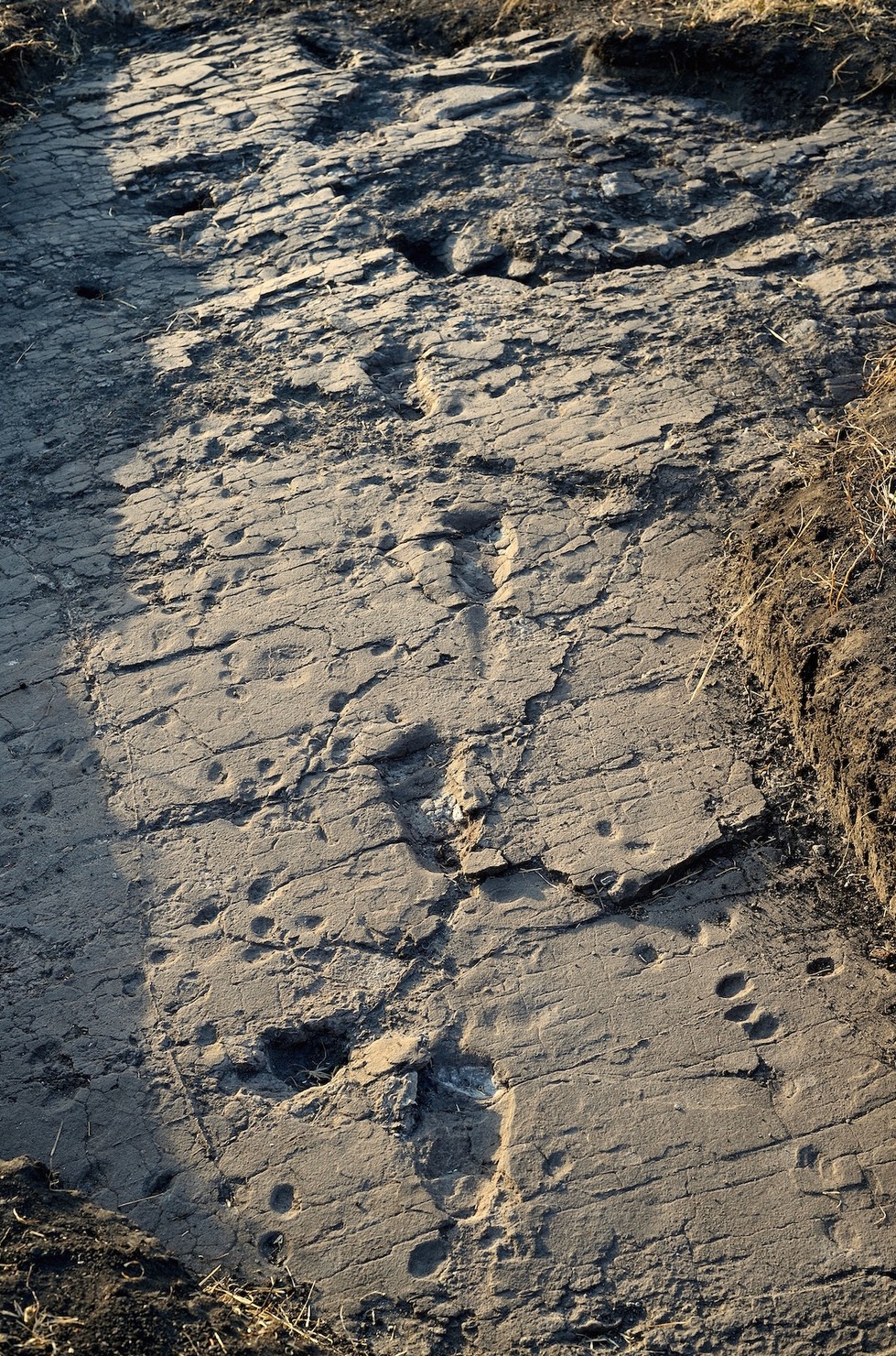 The Laetoli fossil footprint trackway preserved in volcanic ash, Tanzania
