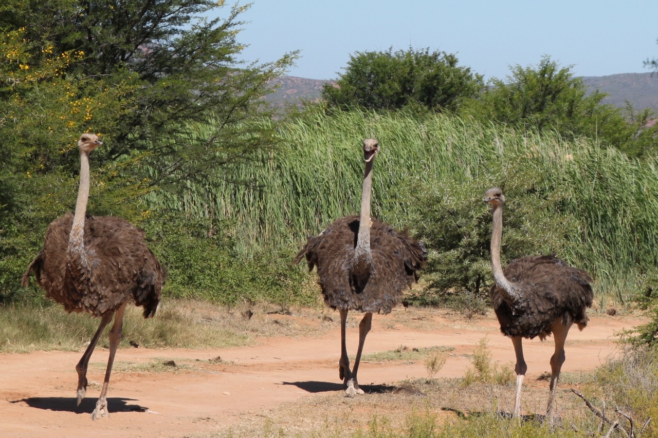An ostrich running at speed on two legs across open ground